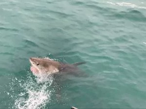 Shark Cage Diving