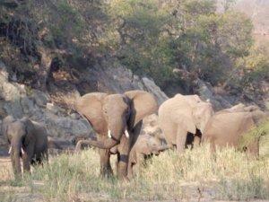 Elephants grazing and slowly making their way toward us. 