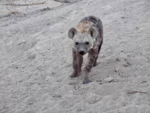curious hyena cub approaching the vehicle