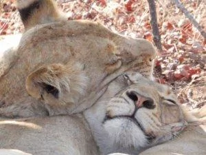 female lions cuddling