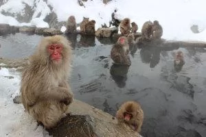 monkeys lounging in hot springs in Japan
