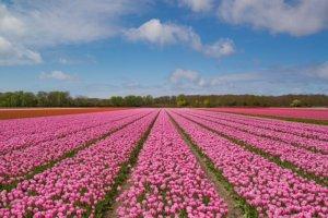 rows of pink and red tulips under a blue and puffy cloud sky