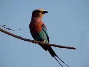 colorful bird