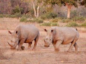 two rhinos running 