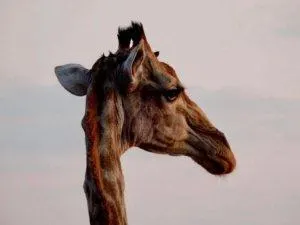 giraffe silhouette 