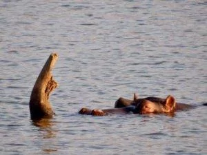 hippo in water