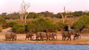 Elephants along the river, Botswana safari