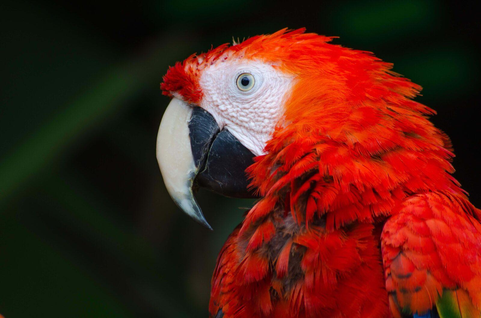 macaw up close