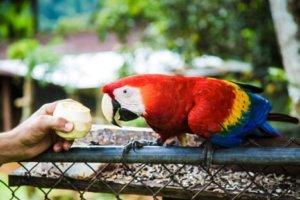 macaw in Costa Rica