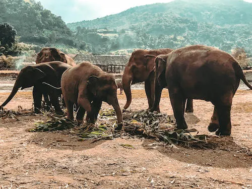 Elephant Nature Park, Chiang Mai