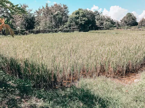 Thai Farm Cooking School farm