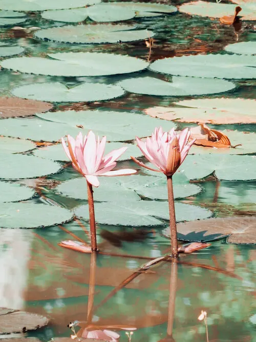 Banteay Srei Temple pond with water lillies