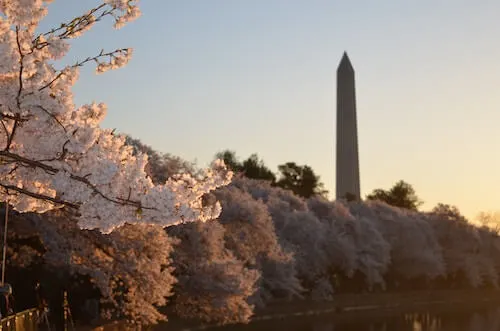 Cherry Blossoms on Tidal Basin