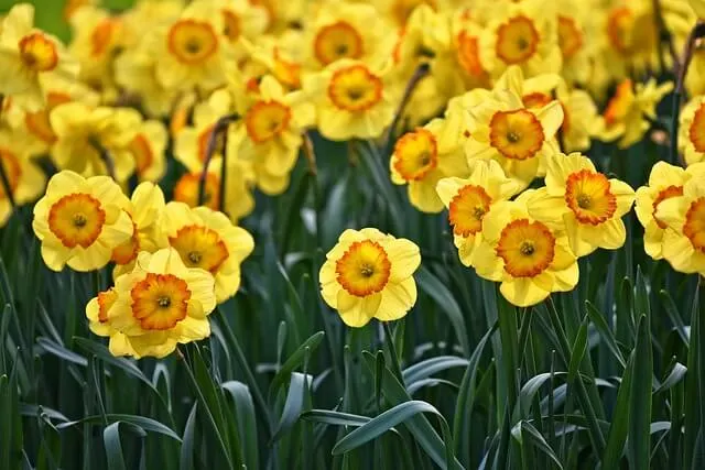 Daffodil in Yorkshire