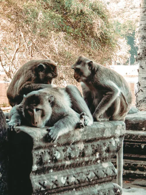 Monkies at Angkor Wat