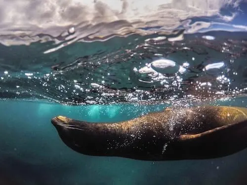 Sea lion in the Galapagos