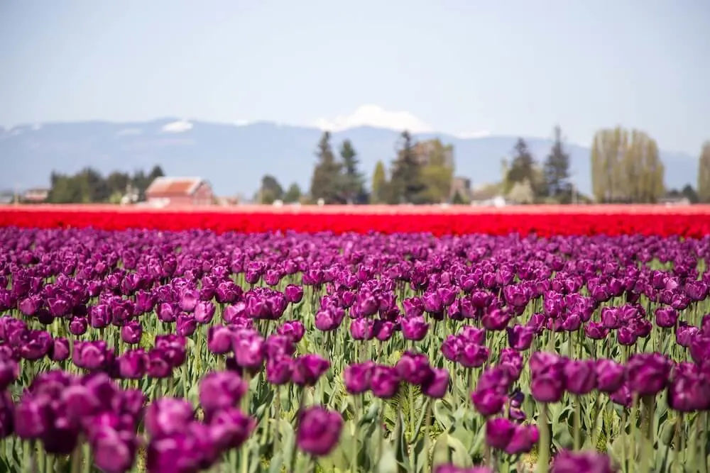 Skagit Valley tulips 25 Destinations to Travel to this Spring