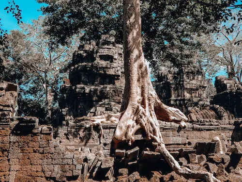 Ta Prohm Temple tree root growing inside stone