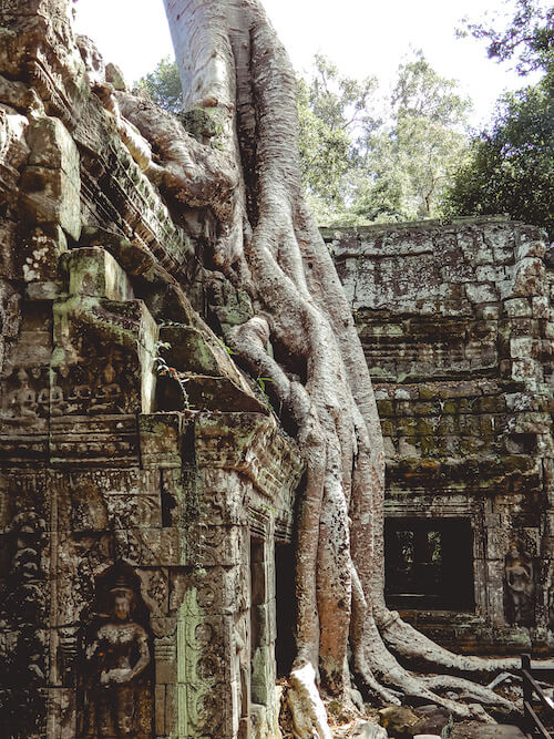 Ta Prohm Tomb Raider shot