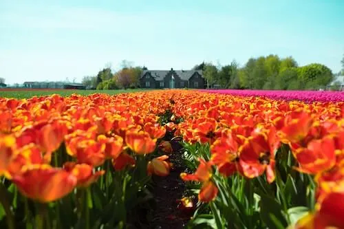 The Netherlands Tulips