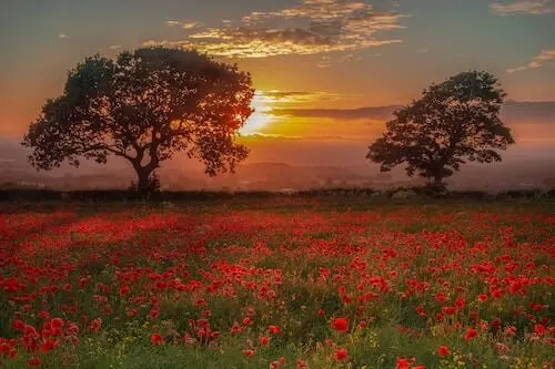 Tuscany poppy fields