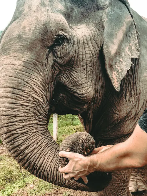 Elephant Close Up