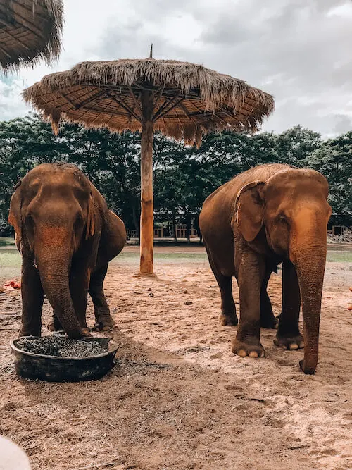 Elephant Nature Park 2 elephants