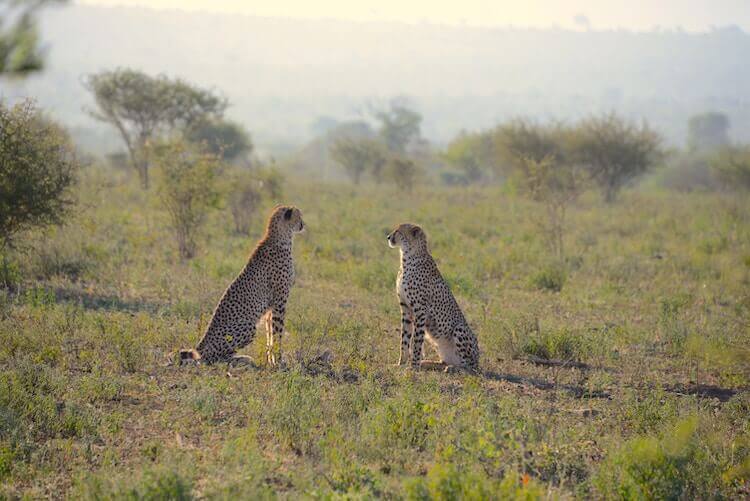 Cheetahs at Kruger National Park