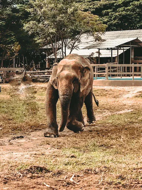 Disabled elephant at Elephant Nature Park