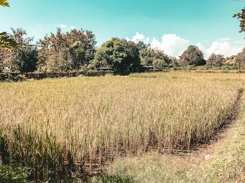 Farm at Thai Farm Cooking School