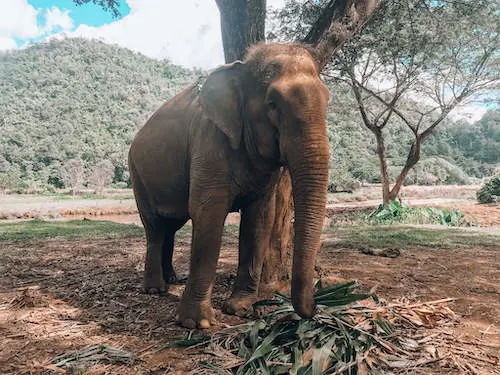 Sai Thong scratching against a tree