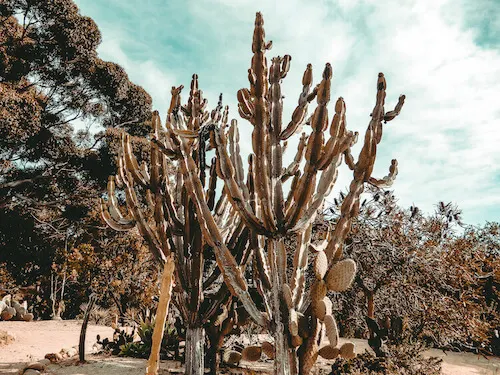 Desert Garden in Balboa Park