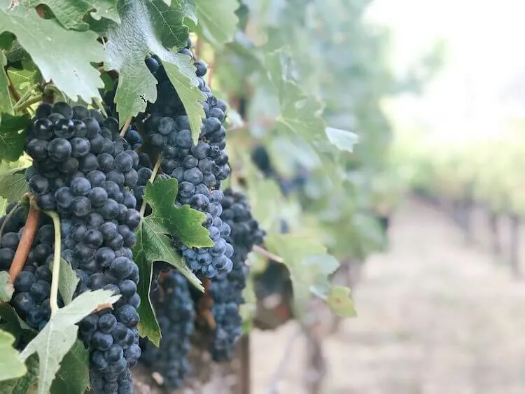 Grape vines off highway in Napa, California