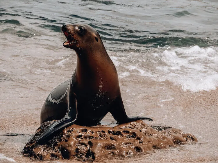 La Jolla Cove Sea Lion barking: One Day in San Diego