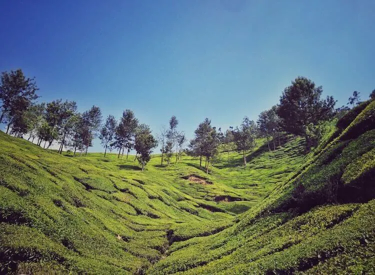 Tea plantation in Munnar, India