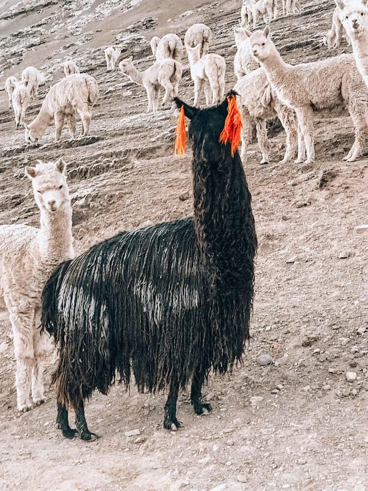 Black llama with orange earrings near Rainbow Mountain, Peru