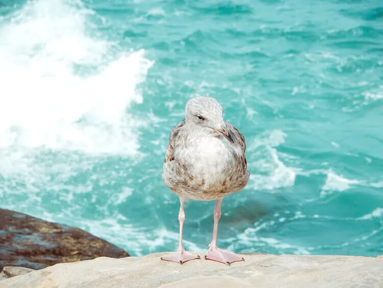 Close up of a sea gull perched on a rock with ocean in background