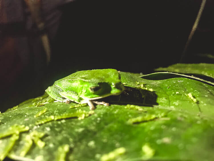 Green tree frog in the Amazon