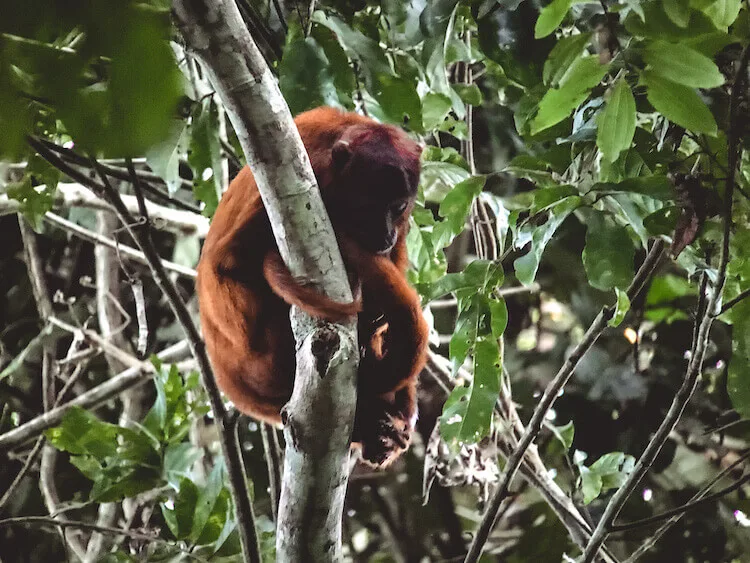 Howler monkey at Tambopata National Reserve, Peru - Peru itinerary