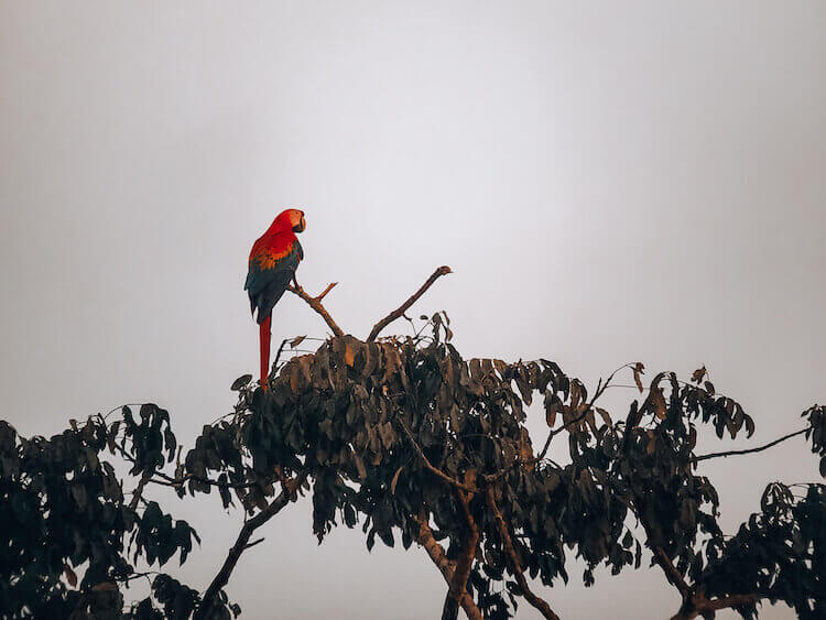 Macaw on a tree in the afternoon sun in Tambopata - Peru itinerary