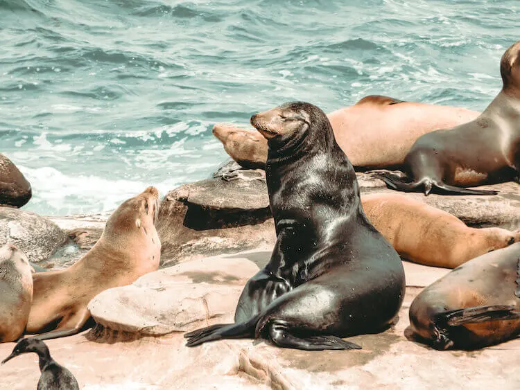 Sea Lion basking in the sun surrounded by other sea lions on a rock bluff