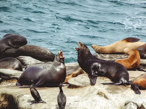 Two Sea Lions barking in La Jolla