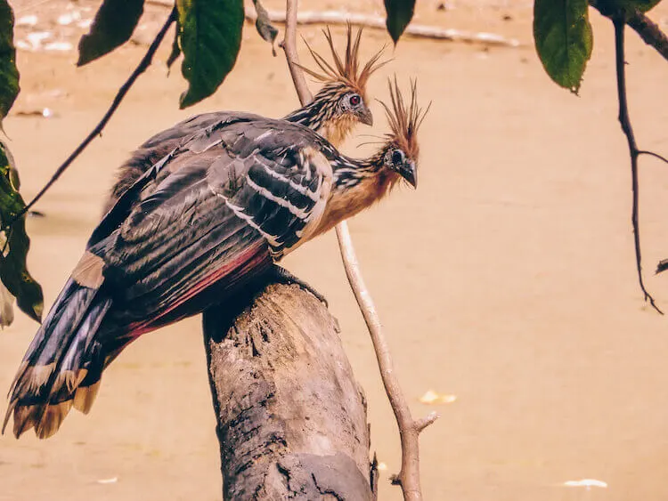 2 Hoatzin in the Amazon in Peru - Tambopata Research Center