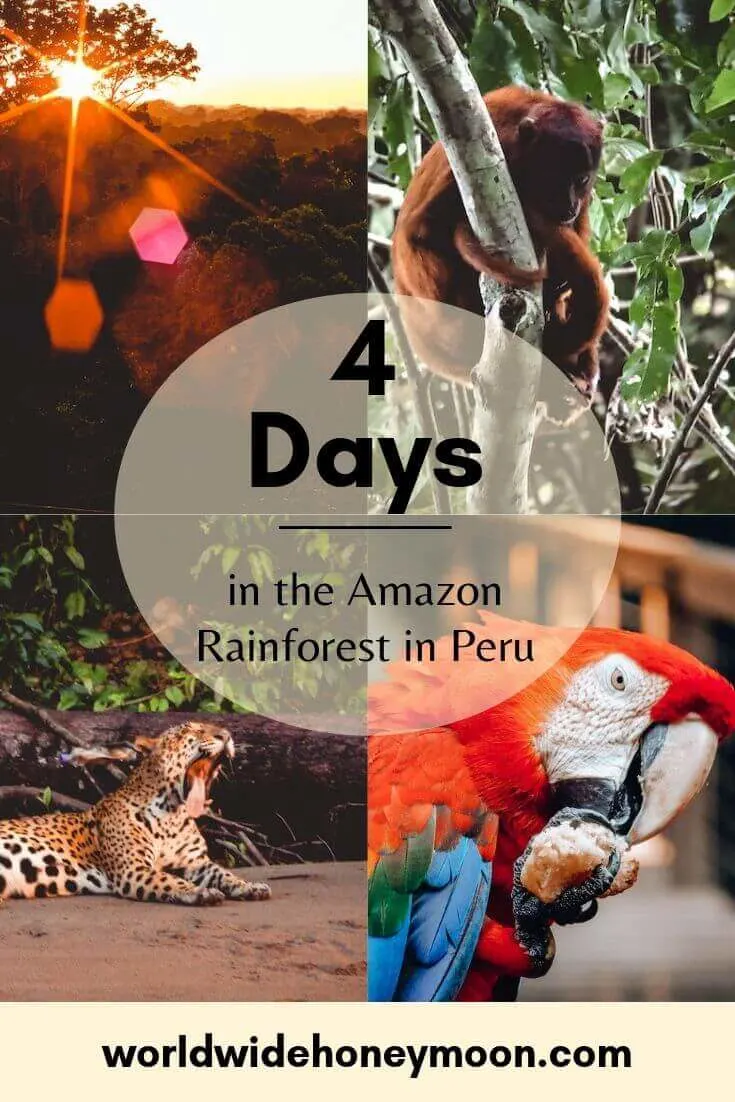 4 Days in the Amazon Rainforest in Peru - Tambopata National Reserve