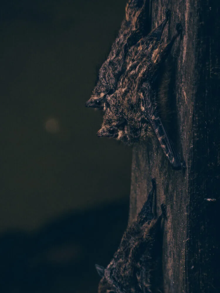 Bats on a dock on a lake in the Tambopata National Reserve