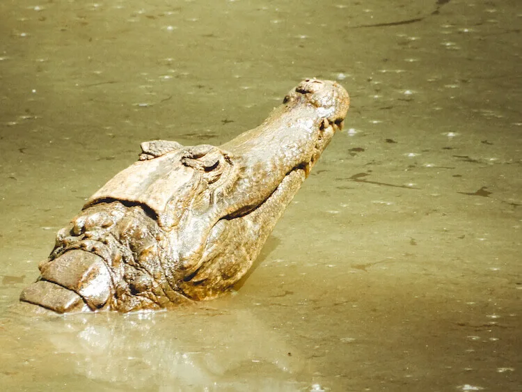 Caiman in a lake in the Tambopata National Reserve