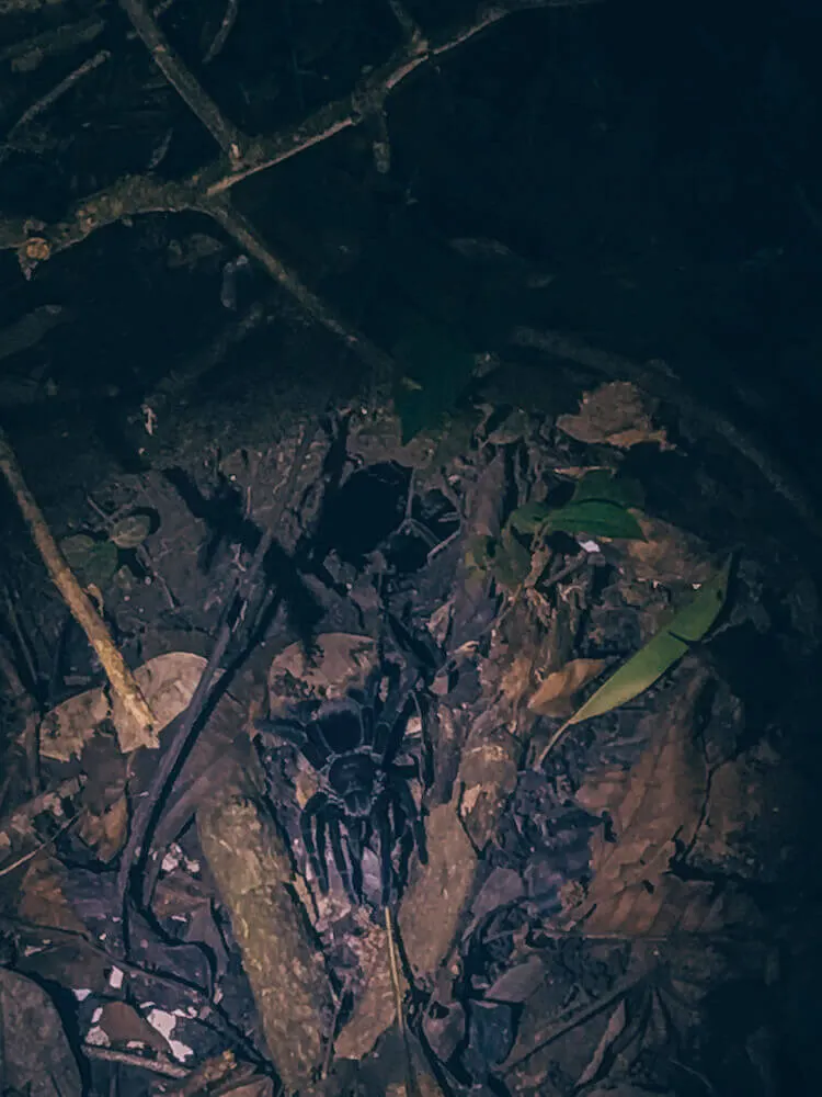 Chicken Spider outside of a hole during a night walk at the Tambopata Research Center