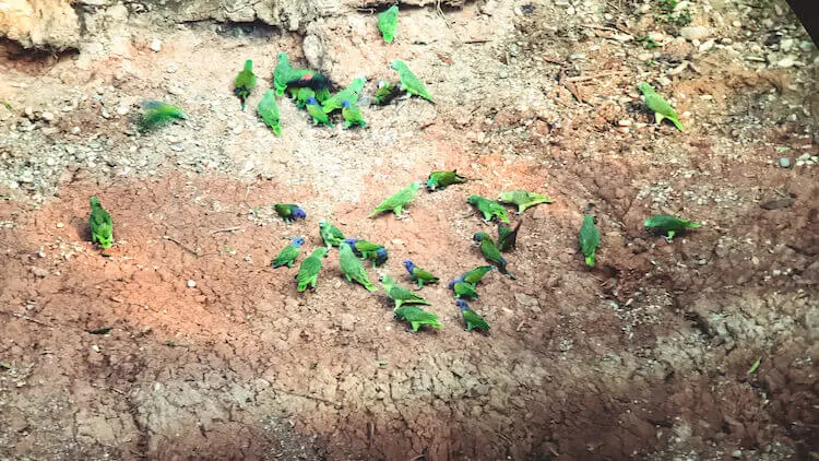 Green Parrots and blue headed parrots at the Colorado Clay Lick in the Tambopata National Reserve