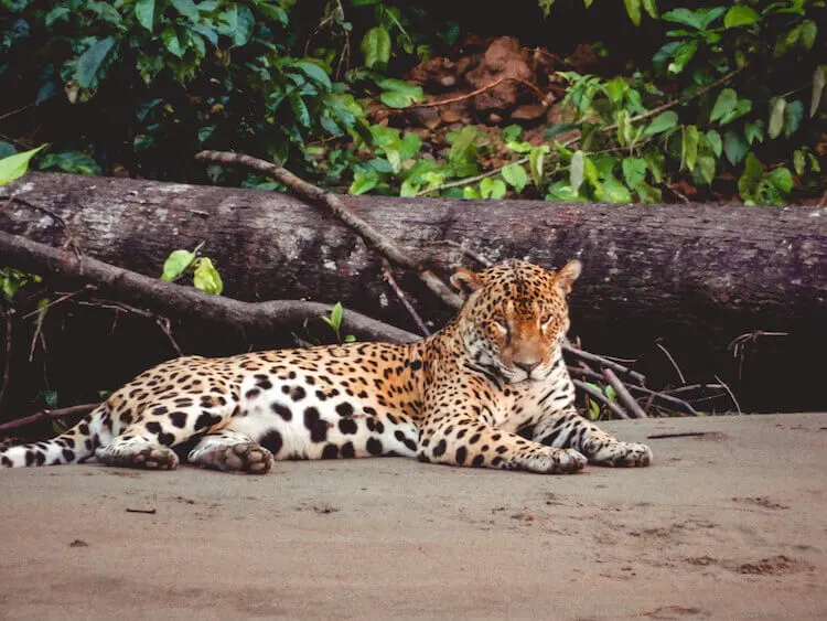 Jaguar resting along the Tambopata River