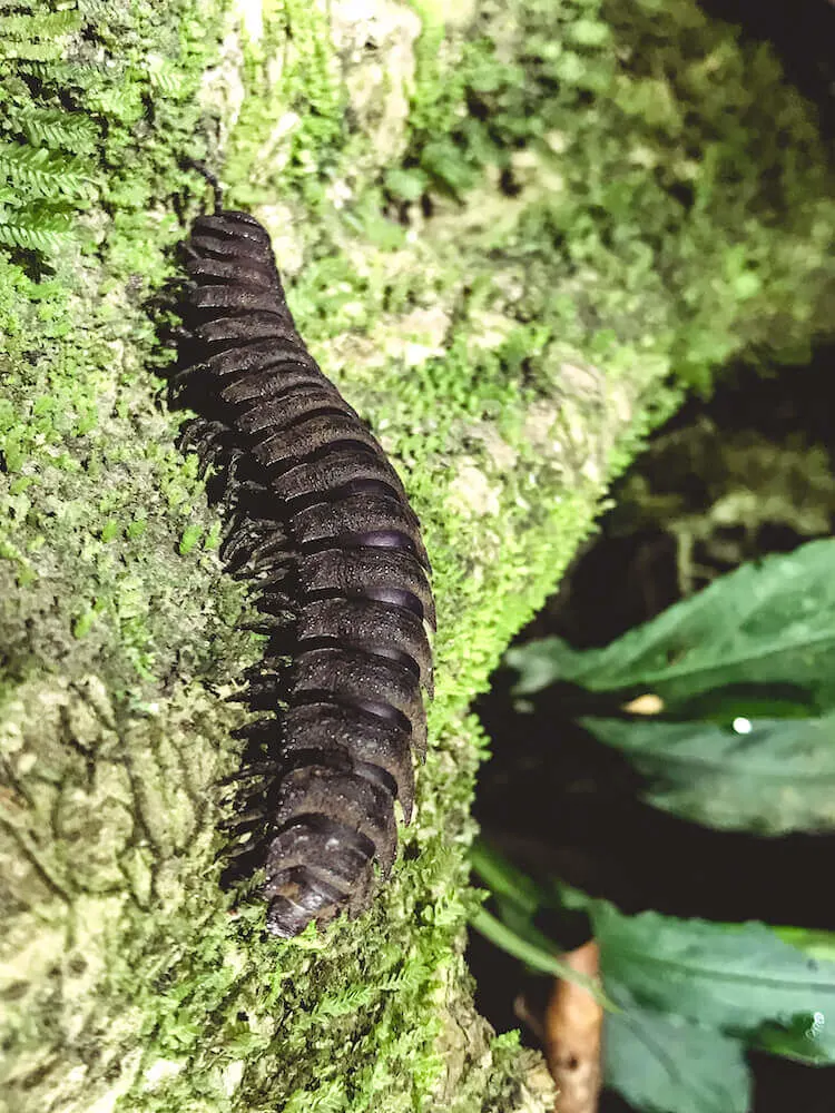 Centipede on a tree during an Amazon night walk in the Tambopata National Reserve - Peru itinerary